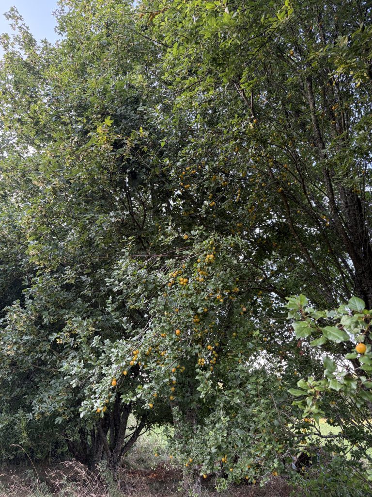 Arbre avec feuilles vertes et fruits jaunes