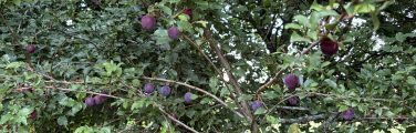 Prunier chargé de prunes mûres et feuillage.