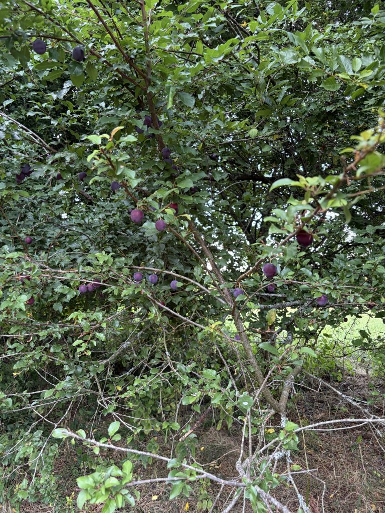 Prunier chargé de prunes mûres et feuillage.