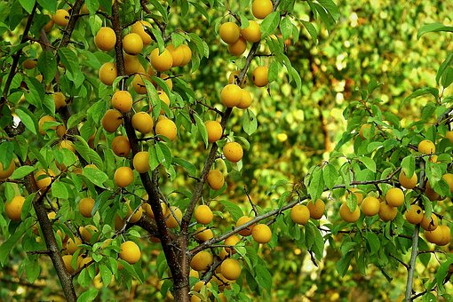 Fruits jaunes sur un arbre feuillu.