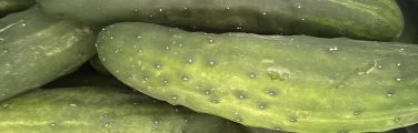 Concombres verts frais dans un sac.