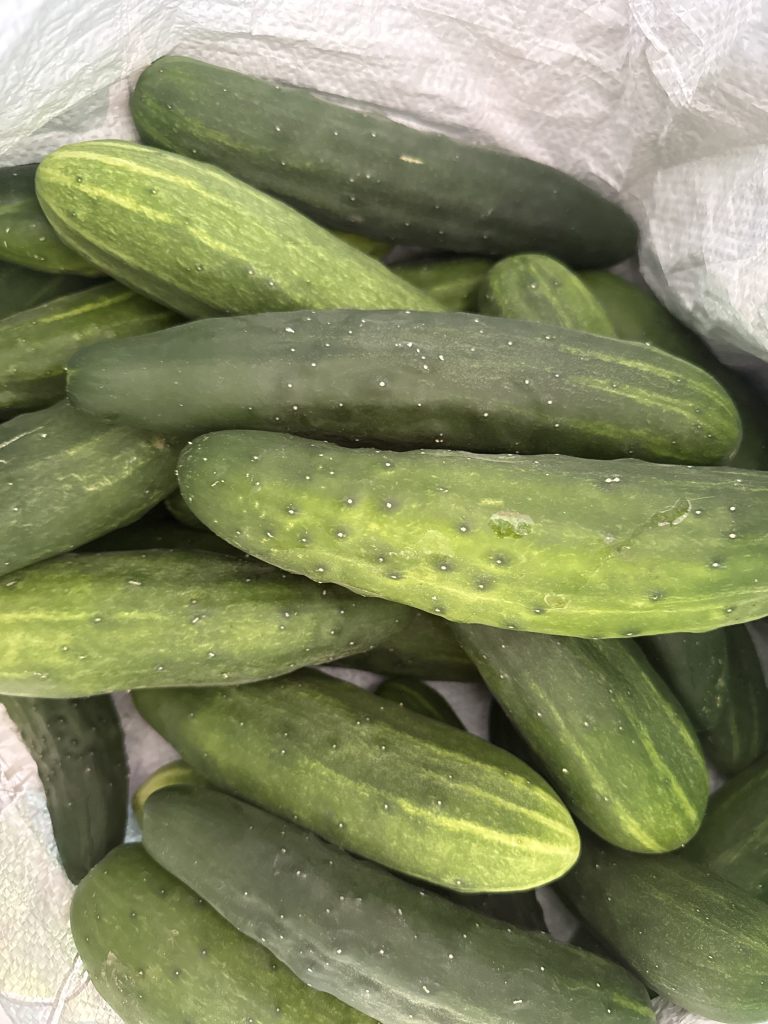 Concombres verts frais dans un sac.