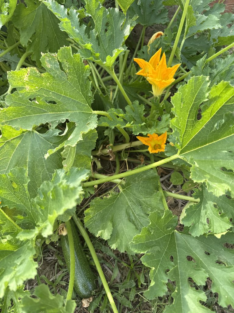 Fleurs et courgettes dans un potager verdoyant
