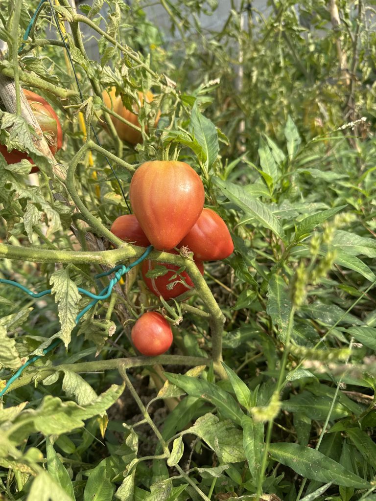 Tomates rouges sur plants verdoyants.
