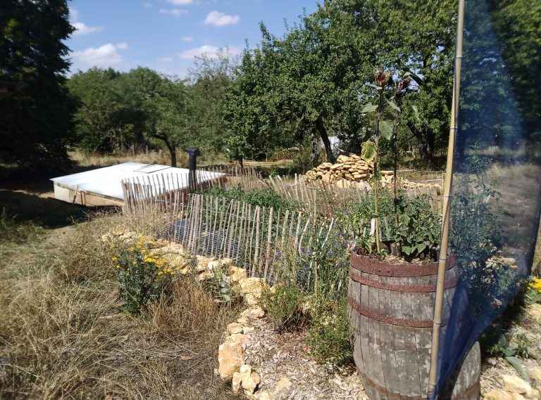 Jardin potager avec plantes et barriques en bois.