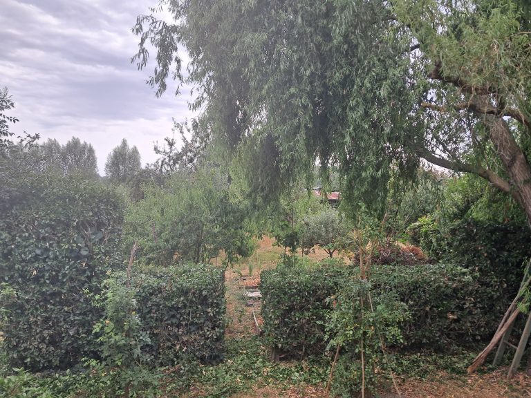 Jardin verdoyant avec haies et arbres.