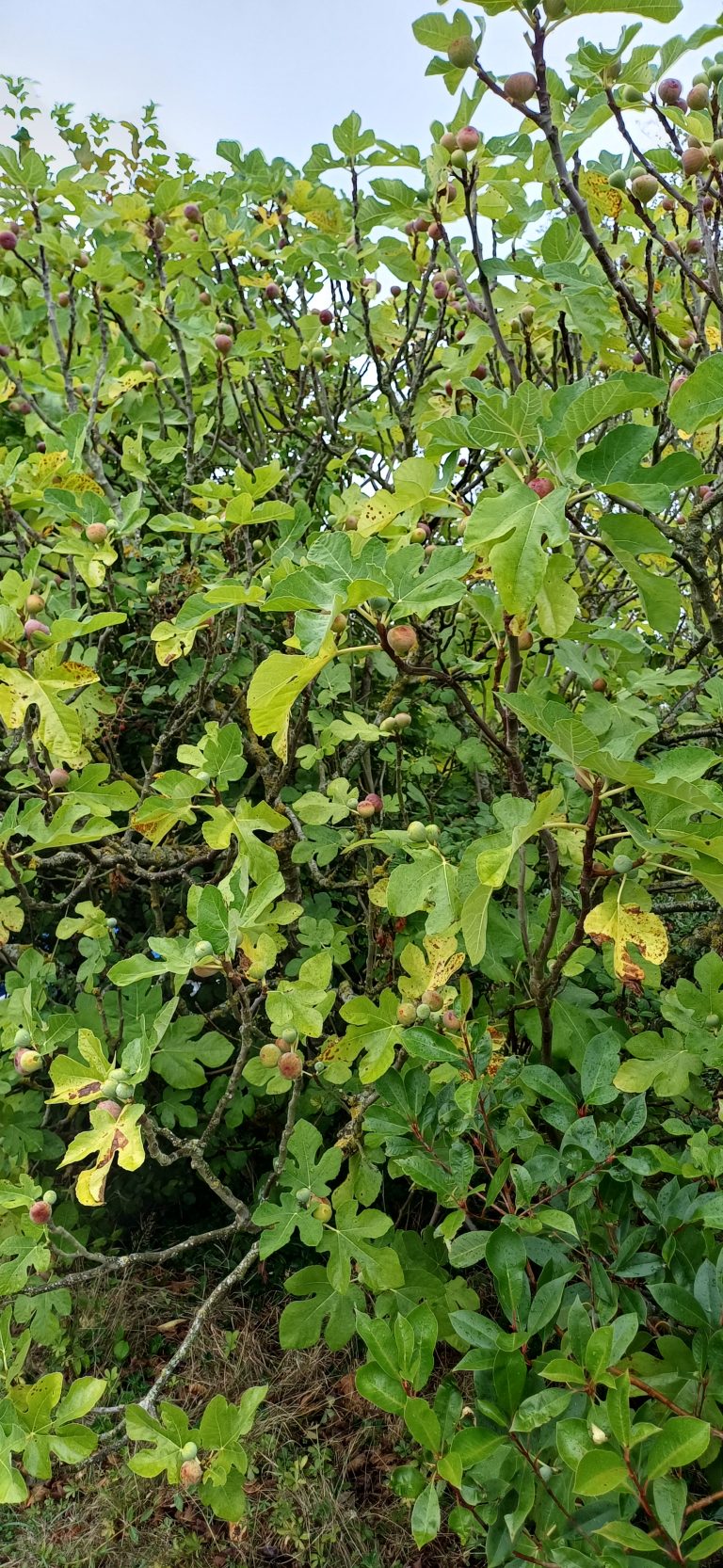 Figuiers avec feuilles vertes et fruits.