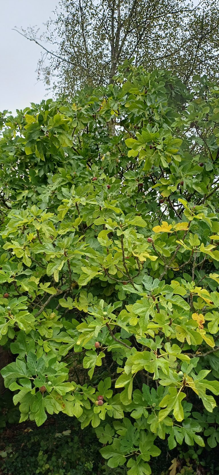 Figuier avec feuilles vertes luxuriantes