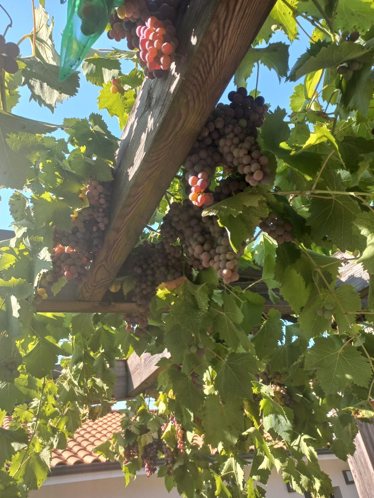 Raisin rouge et vert sur treillis de vigne
