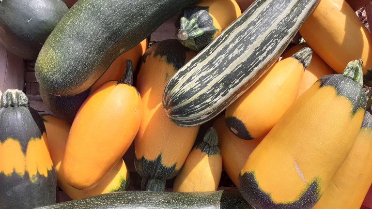 Courgettes jaunes et vertes en panier.