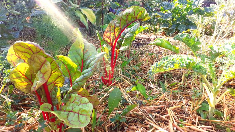 Bette à carde avec feuilles vertes et rouges