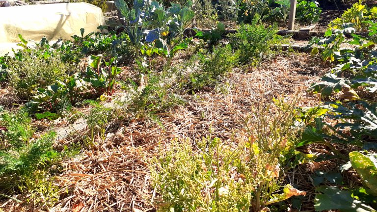 Un jardin potager avec légumes et paillage.