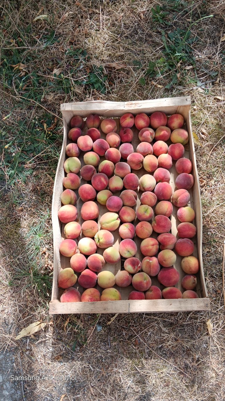 Pêches jaunes dans un panier en bois.