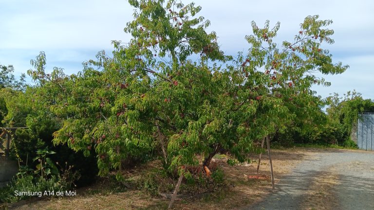 Arbre fruitier avec pêches, ciel bleu.