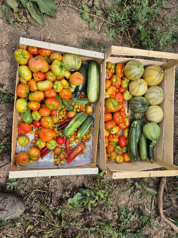Légumes et fruits colorés dans des caisses en bois.