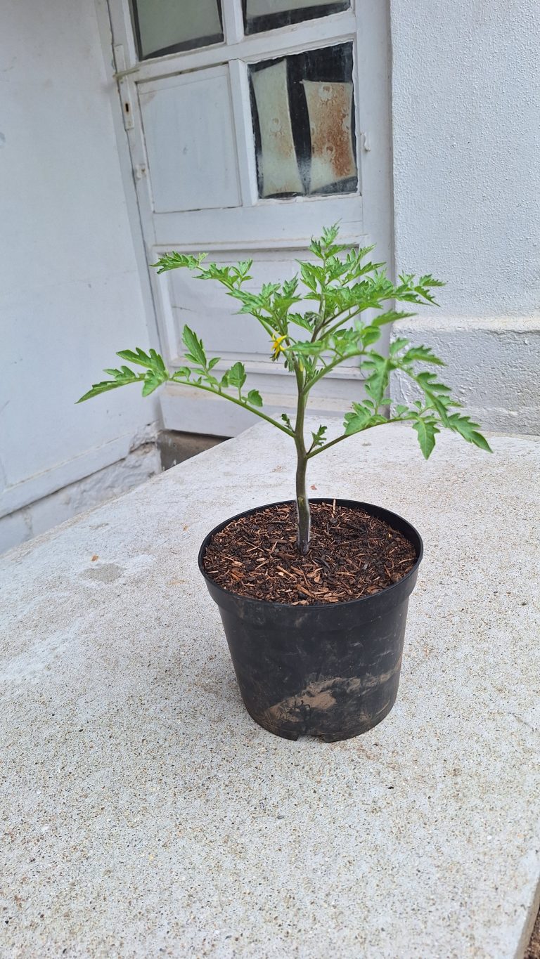 Jeune plant de tomate dans un pot noir