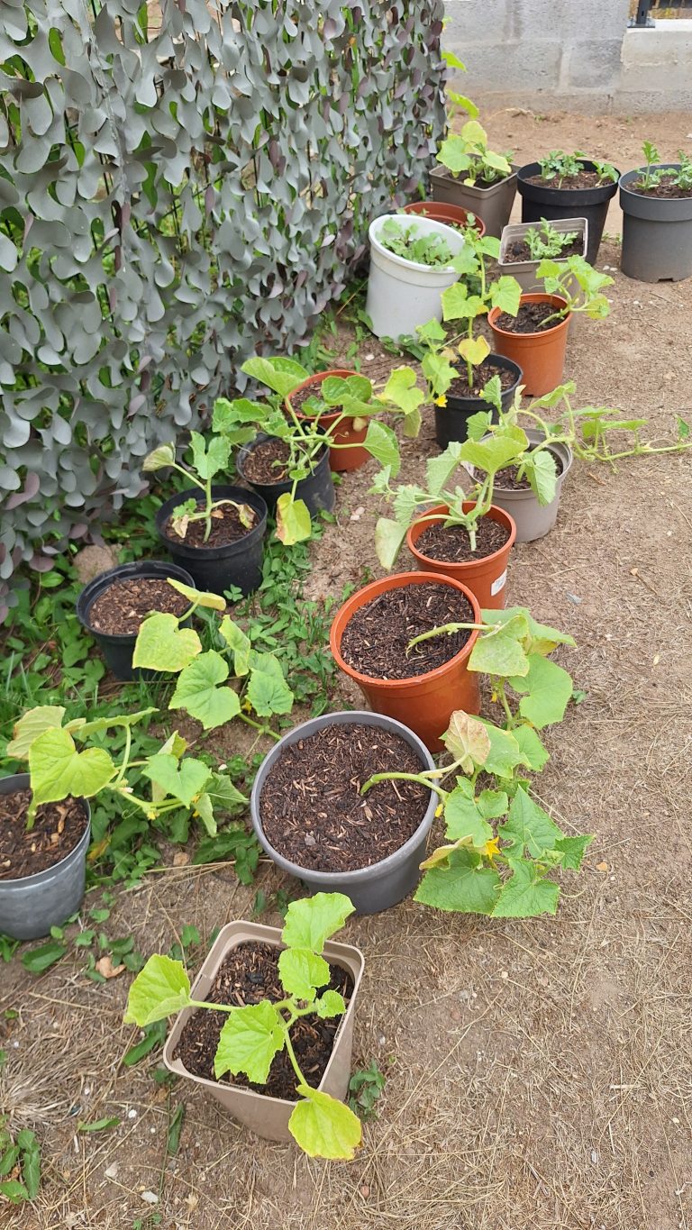 Plantes en pot sur sol terreux, jardinage.