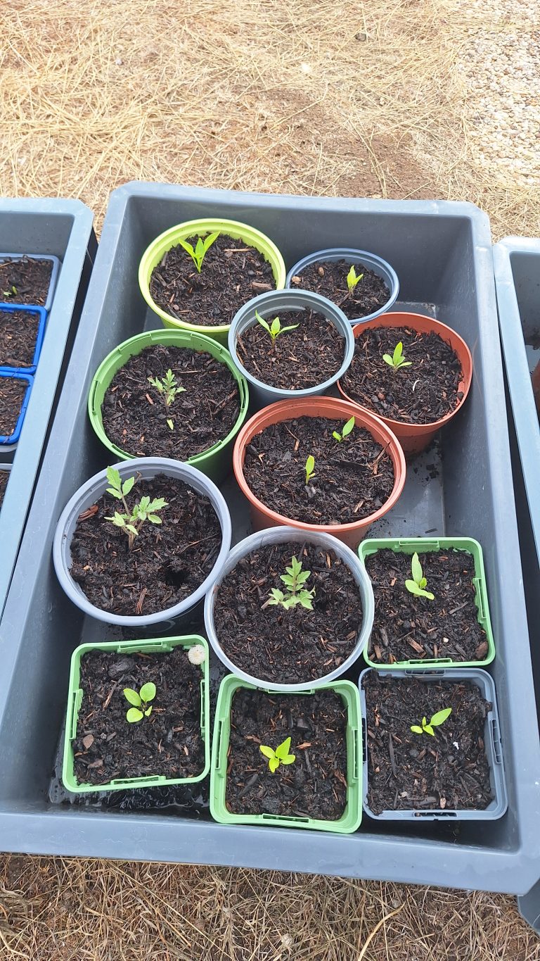 Pots de plantes en terre dans un jardin