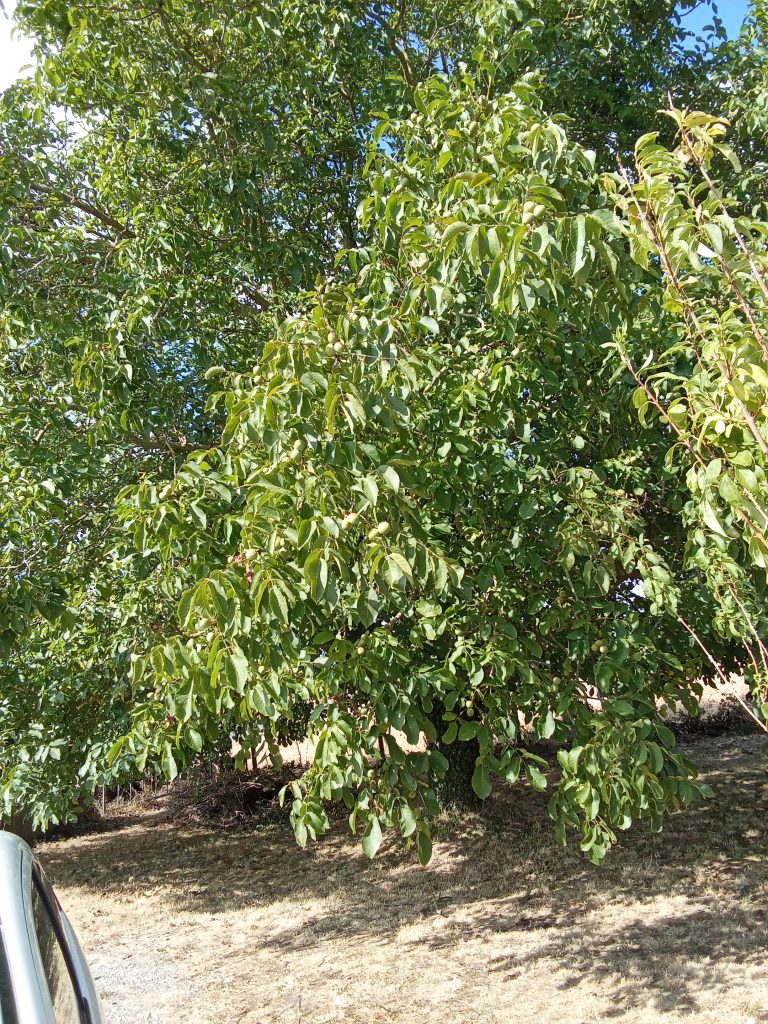 Feuillage dense d'un arbre, ciel bleu en arrière-plan.