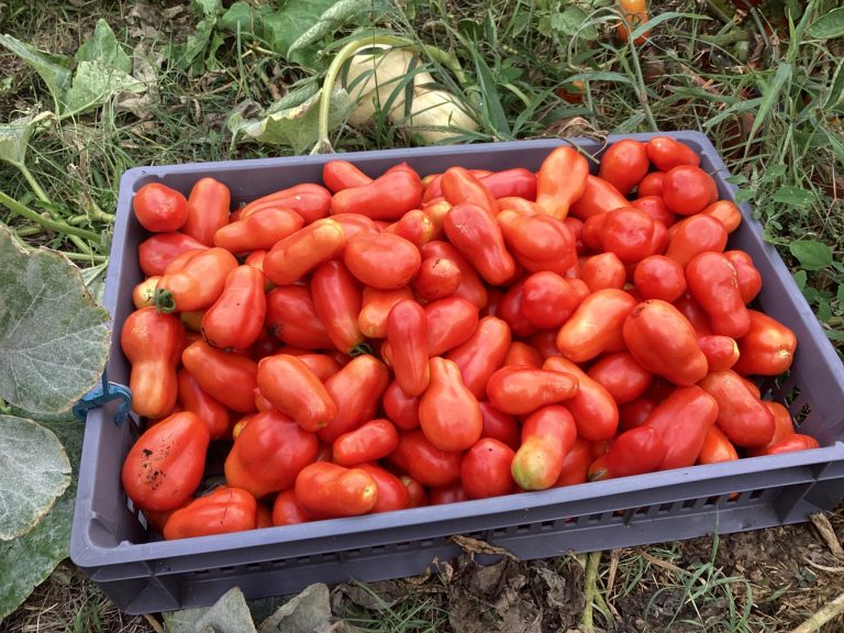 Tomates rouges en abondance dans un panier
