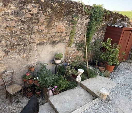 Jardin potager avec fleurs et plantes en pots.