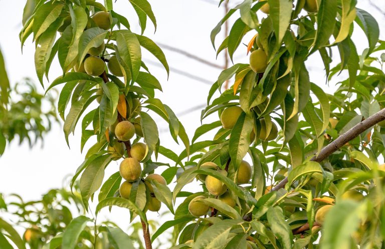 Pêches vertes sur un arbre fruitier