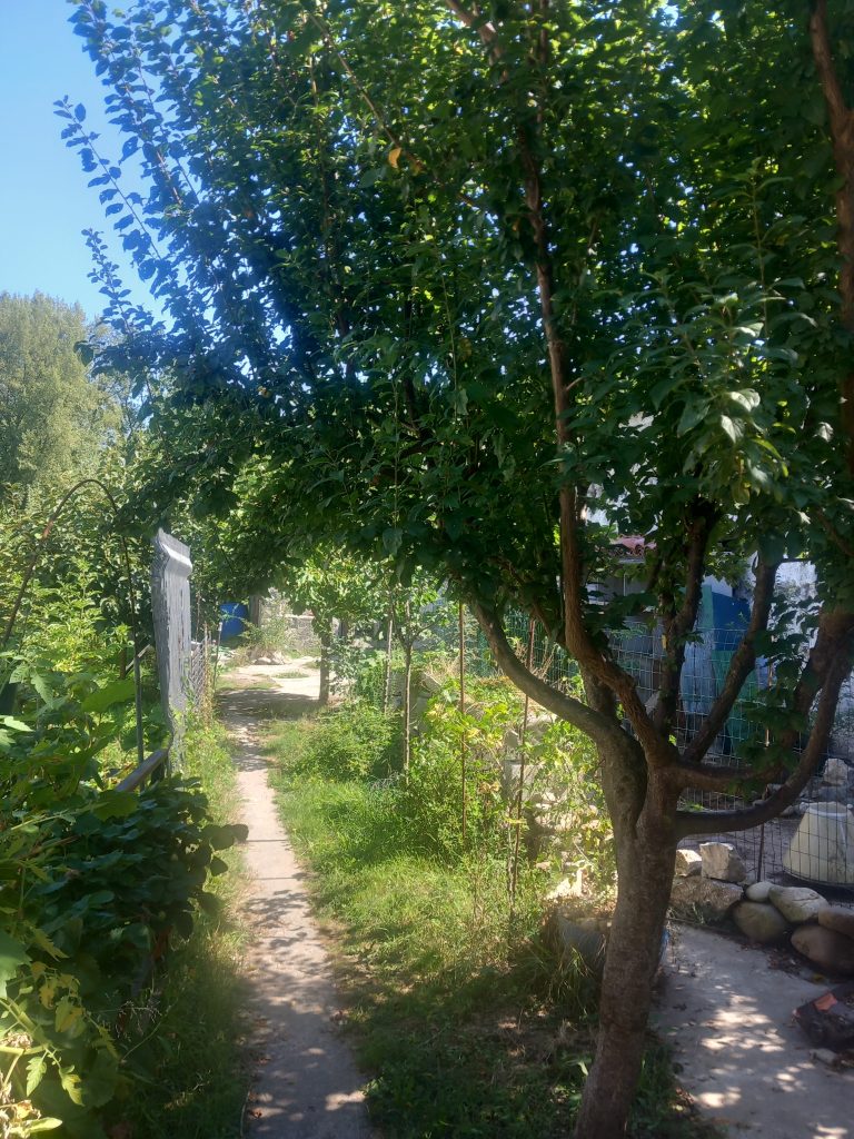 Chemin ombragé entre des arbres verdoyants