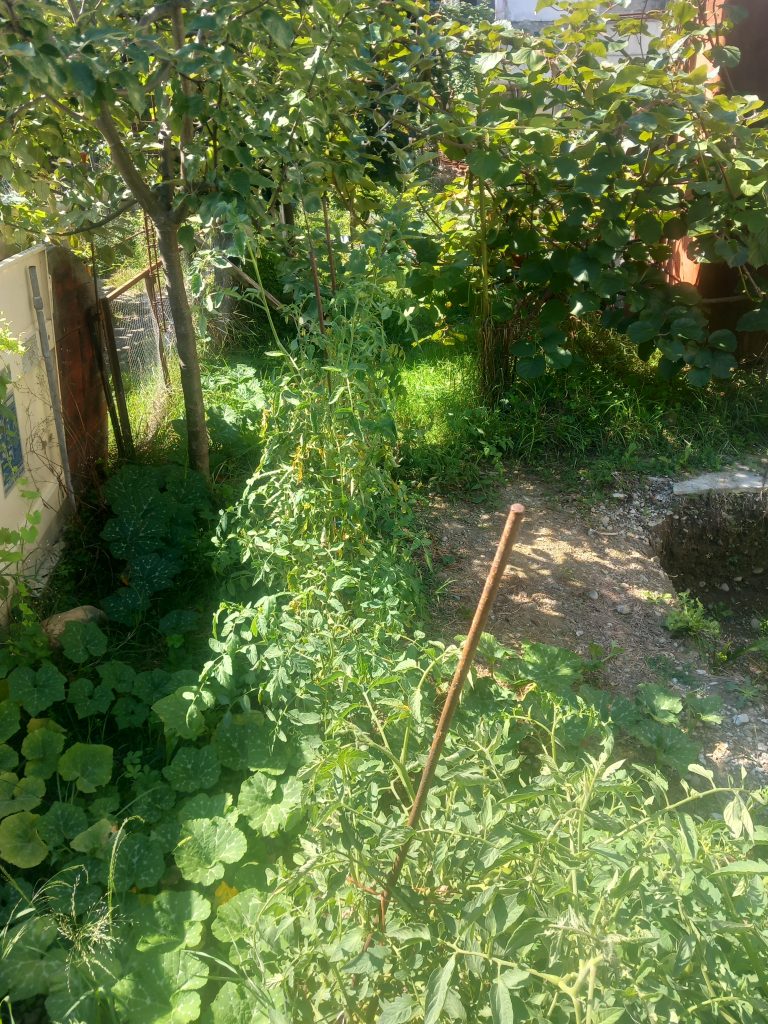 Jardin avec plantes vertes et tuteurs.
