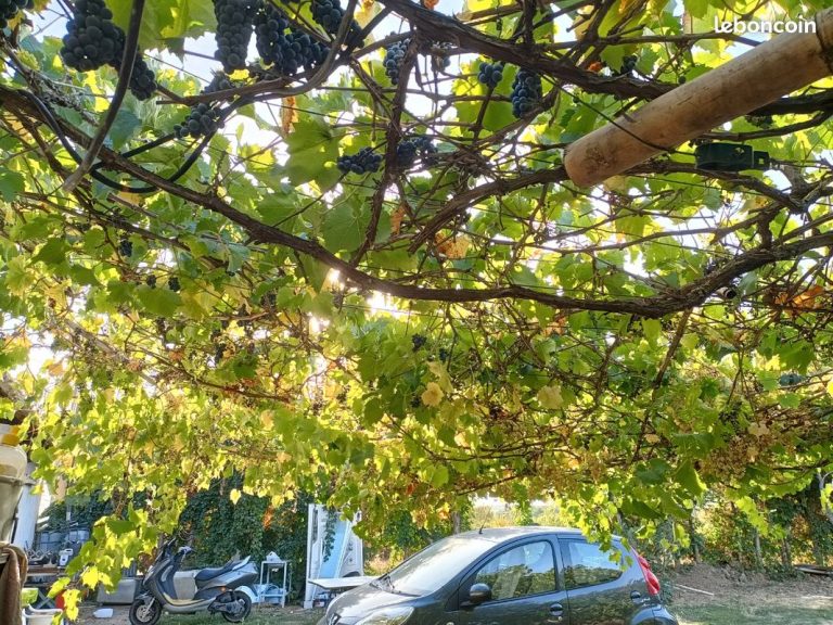 Vigne avec raisins, sous un ciel ensoleillé.