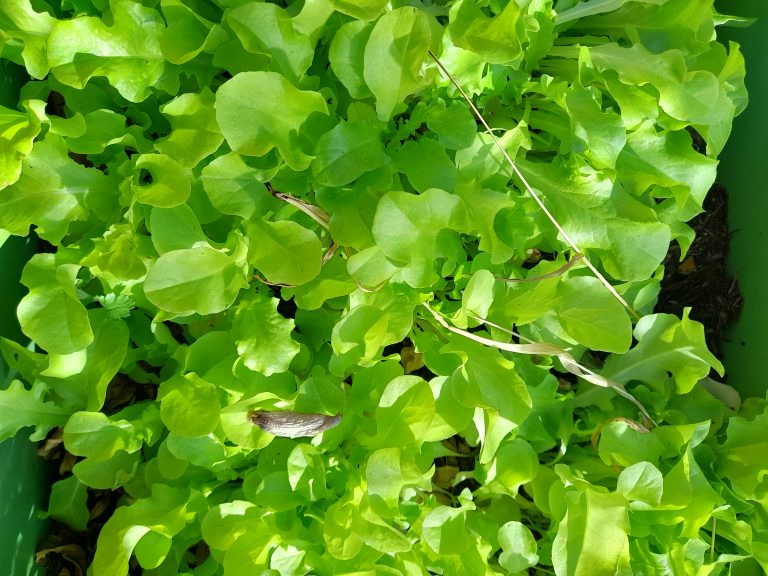 Laitue verte fraîche dans un potager.