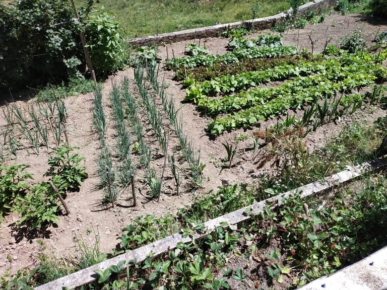 Jardin potager avec légumes variés en rangées.