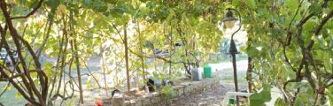 Allée ombragée avec vignes et chaises.