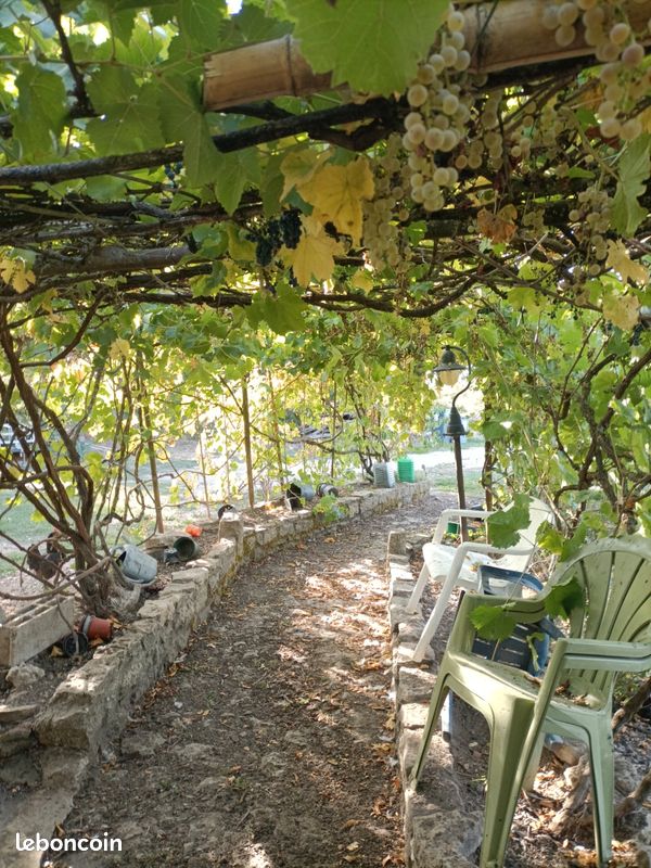 Allée ombragée avec vignes et chaises.