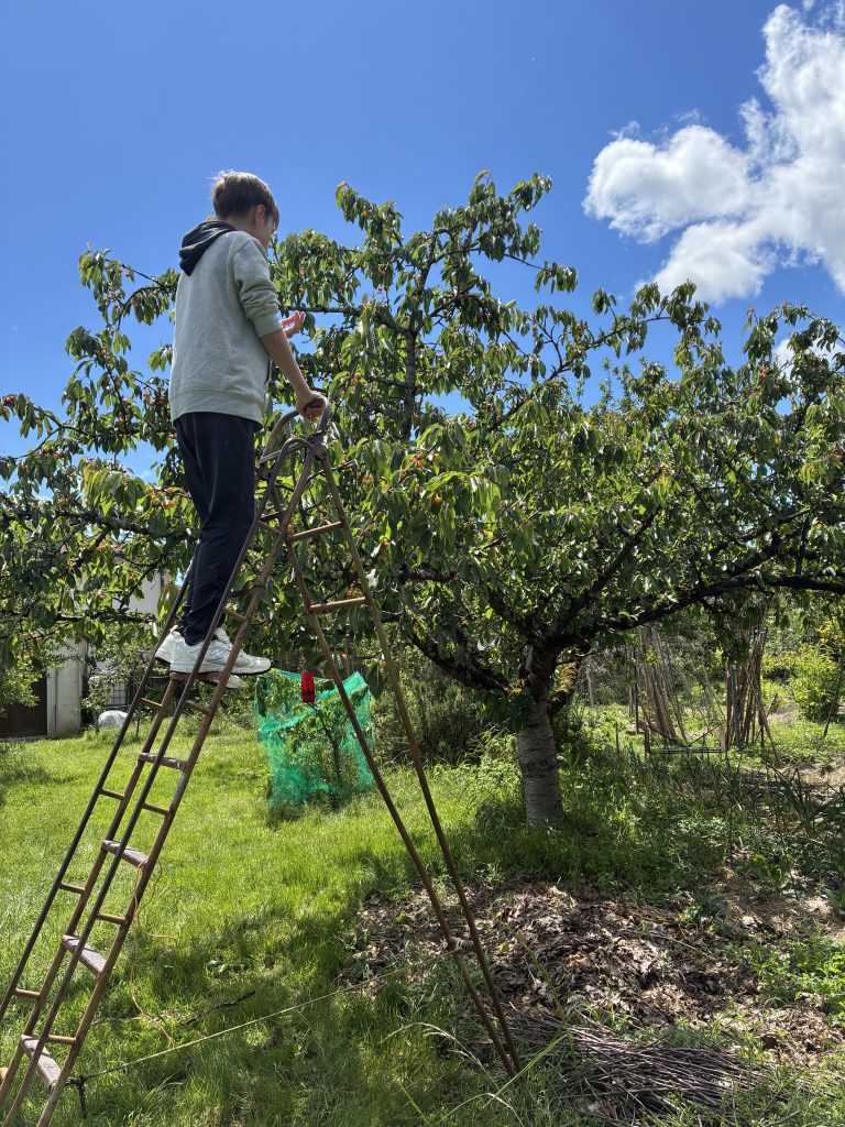 Enfant sur une échelle, cueillant des cerises.