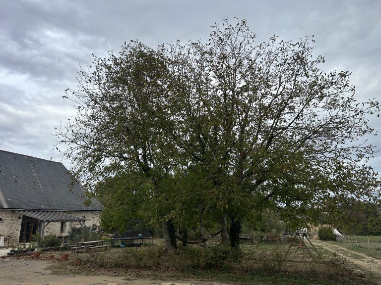 Arbre feuillu devant une maison en pierre