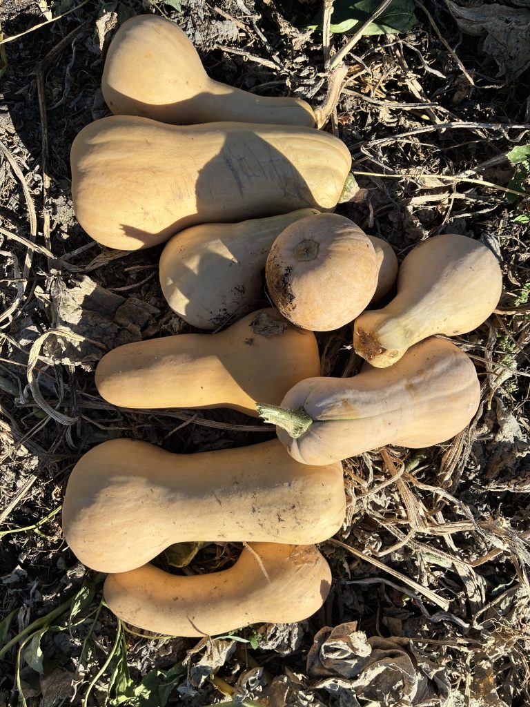 Courges butternut sur un sol terreux