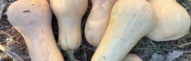 Courges butternut sur un lit de feuilles sèches