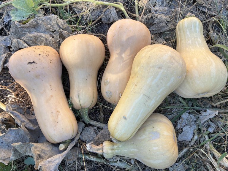 Courges butternut sur un lit de feuilles sèches