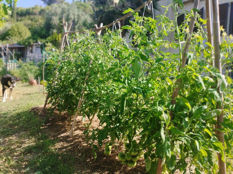 Plants de tomates vertes dans un jardin.