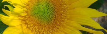 Tournesol jaune en pleine floraison