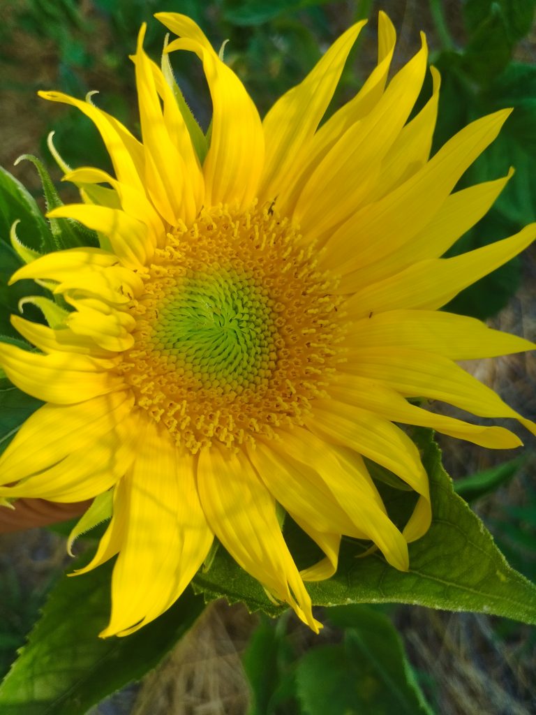 Tournesol jaune en pleine floraison