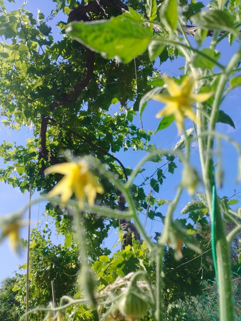 Fleurs jaunes floues dans un jardin ensoleillé