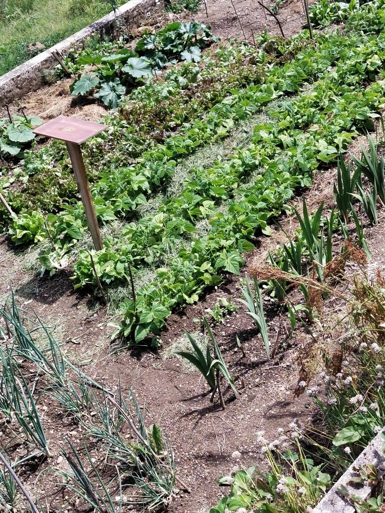 Jardin potager avec légumes et herbes variés
