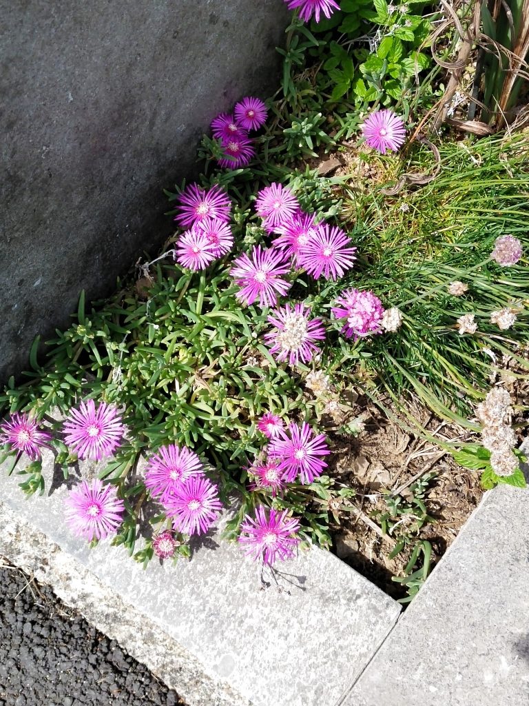 Fleurs violettes dans un coin de jardin