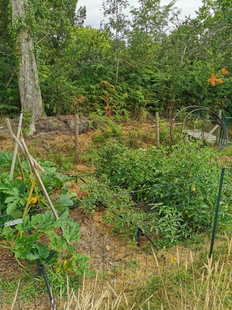 Potager verdoyant avec tomates et courgettes.