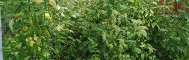 Tomates dans une serre, plantes verdoyantes.