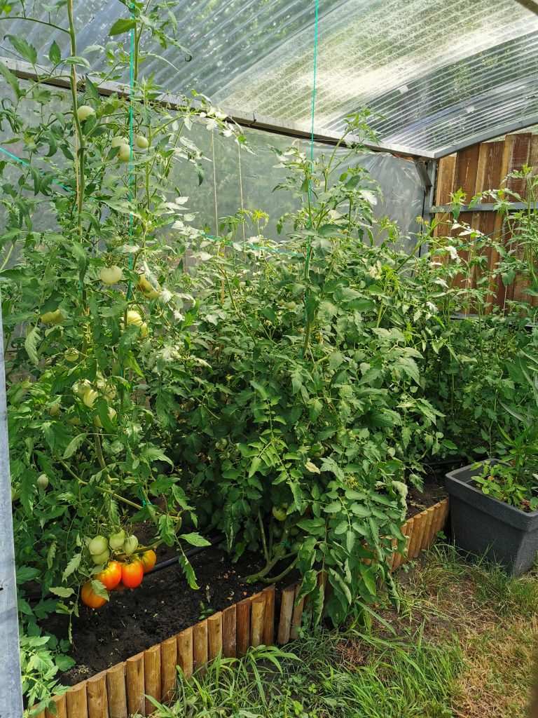 Tomates dans une serre, plantes verdoyantes.
