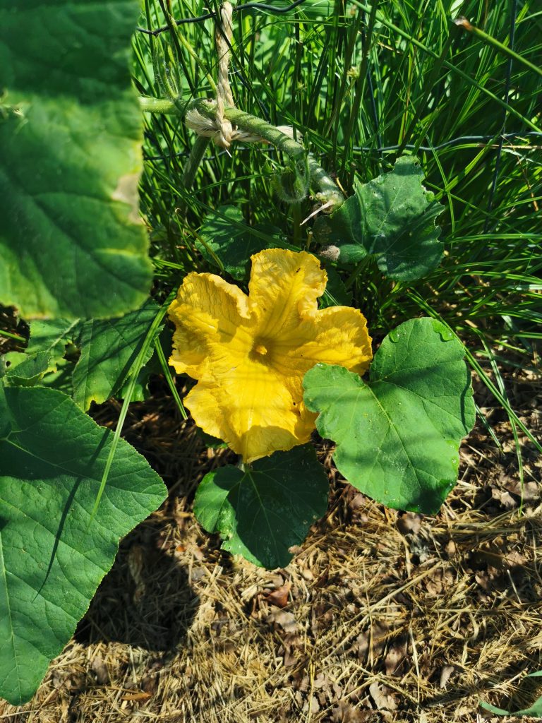 Fleur jaune de courge parmi des feuilles vertes