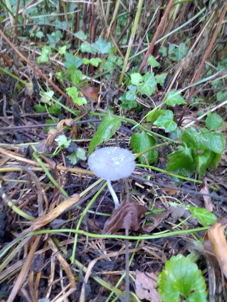 Champignon blanc entouré de verdure et feuilles.