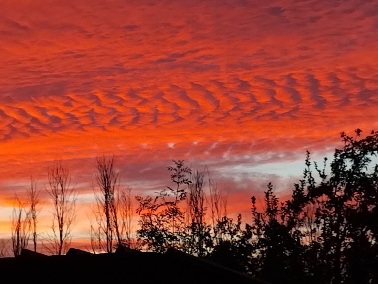 Ciel rouge orangé au coucher de soleil, silhouettes d'arbres.